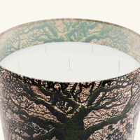 baobab collection sacred trees kani candle maxi max