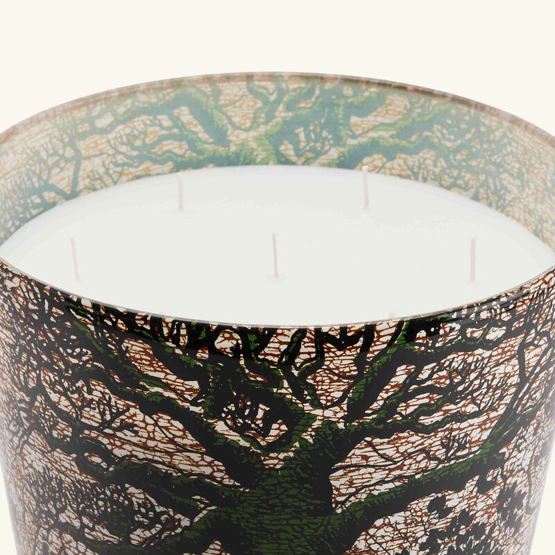 baobab collection sacred trees kani candle maxi max