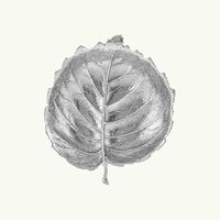 وعاء على شكل أوراق البندق فضي بحجم صغير بوتشيلاتي وعاء على شكل أوراق البندق فضي بحجم صغير