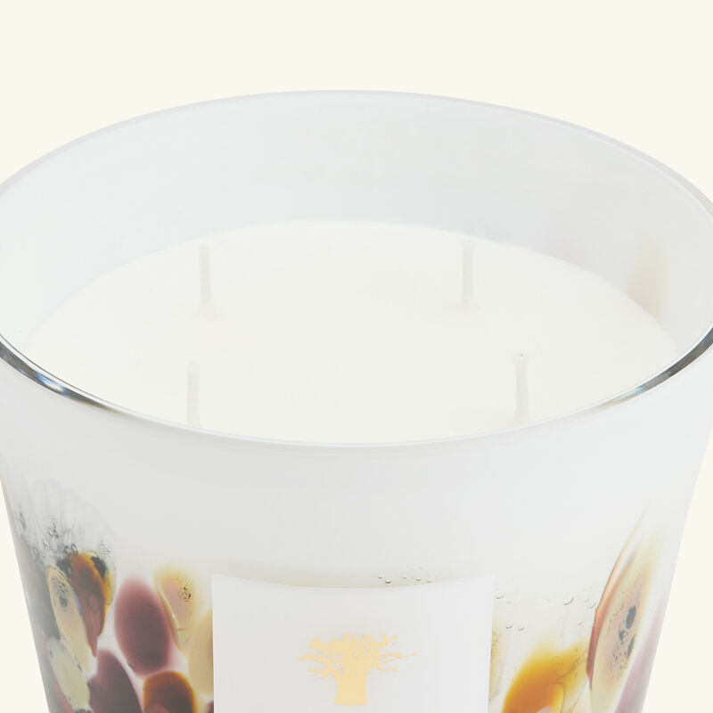 baobab collection rainforest tanjung candle max 10