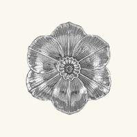 buccellati narcissus bowl mini silver