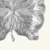 بوتشيلاتي وعاء على شكل ورقة القلقاس بحجم صغير