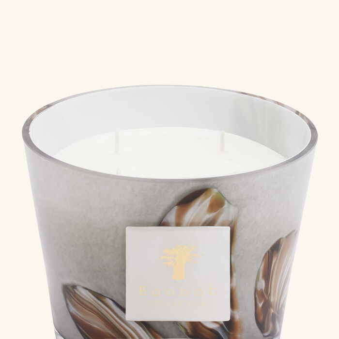 باوباب شمعة أوشيانيا أنانجو ماكس 10