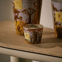 baobab collection sacred trees cocody candle max 16