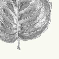 وعاء على شكل أوراق البندق فضي بحجم صغير بوتشيلاتي وعاء على شكل أوراق البندق فضي بحجم صغير