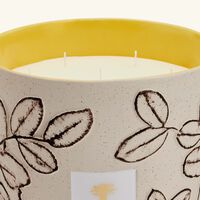baobab collection folia calanque candle max 35