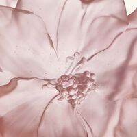 Camellia Vase Medium Pink daum camellia vase medium pink